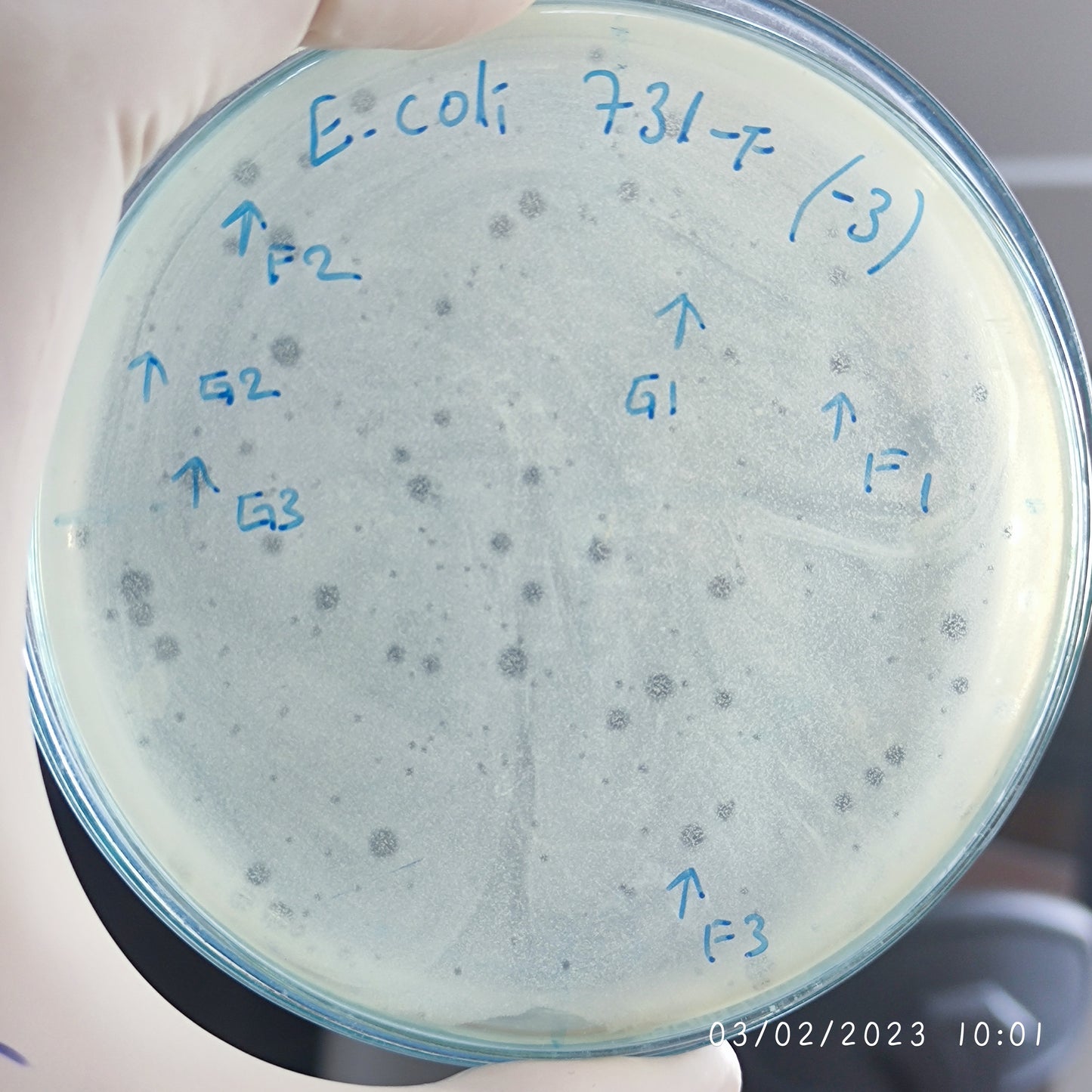 Escherichia coli bacteriophage 100731F