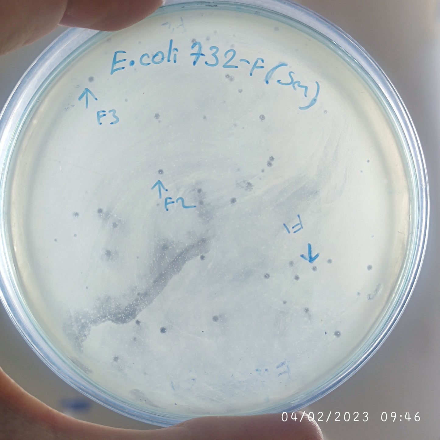 Escherichia coli bacteriophage 100732F