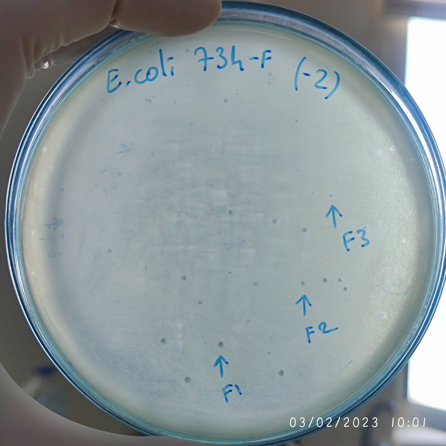 Escherichia coli bacteriophage 100734F