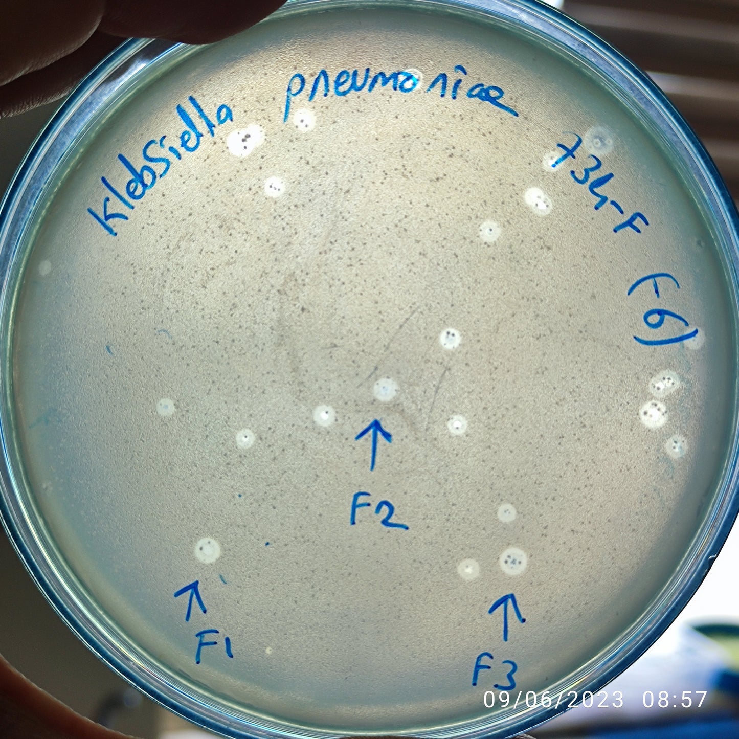 Klebsiella pneumoniae bacteriophage 180734F