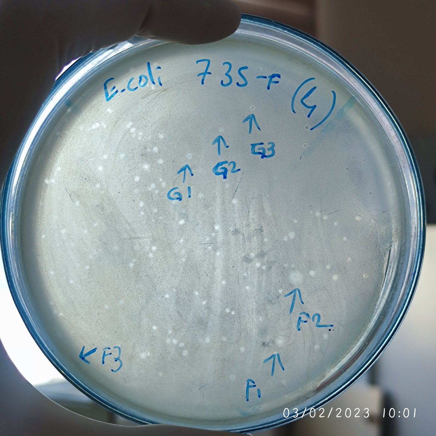 Escherichia coli bacteriophage 100735F