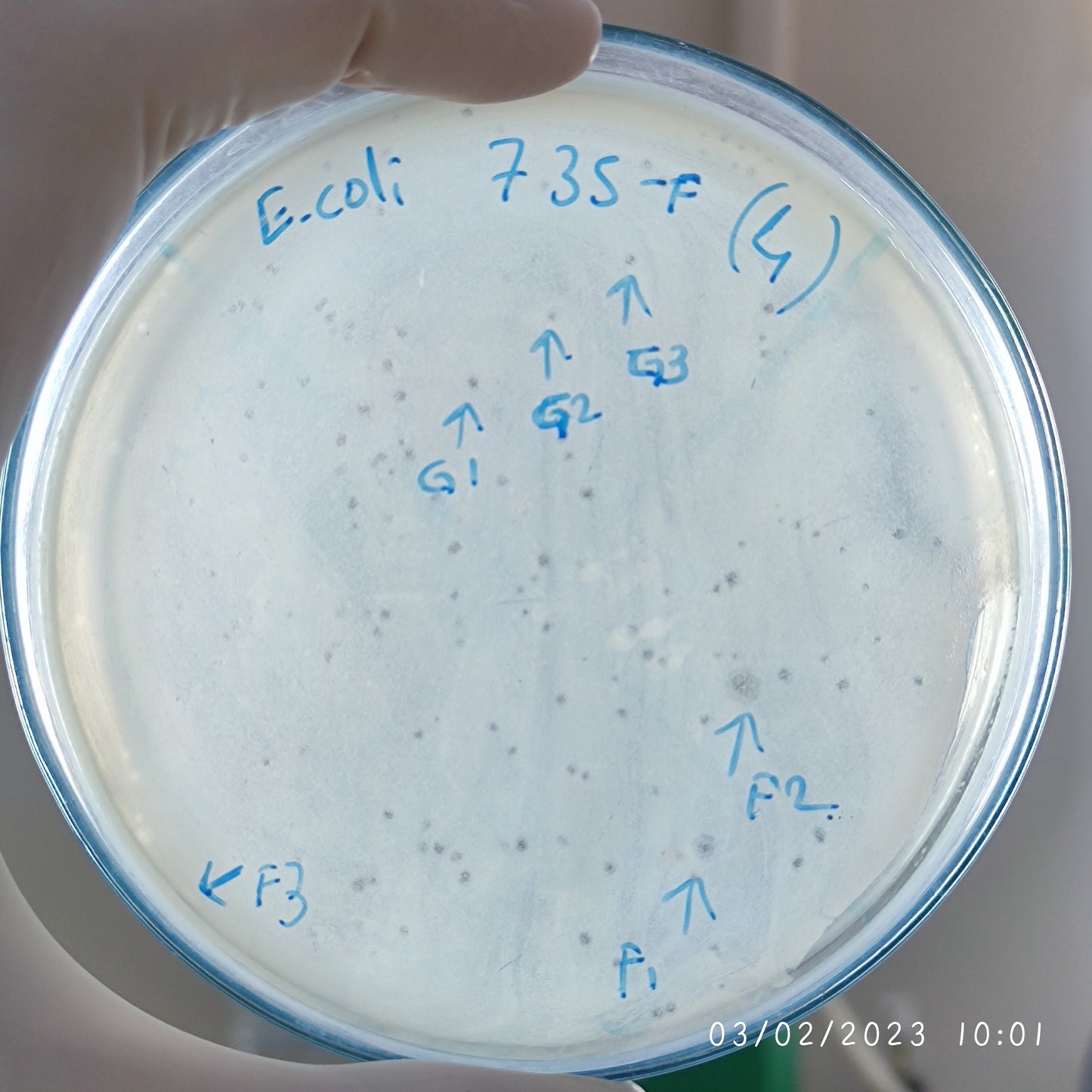 Escherichia coli bacteriophage 100735F