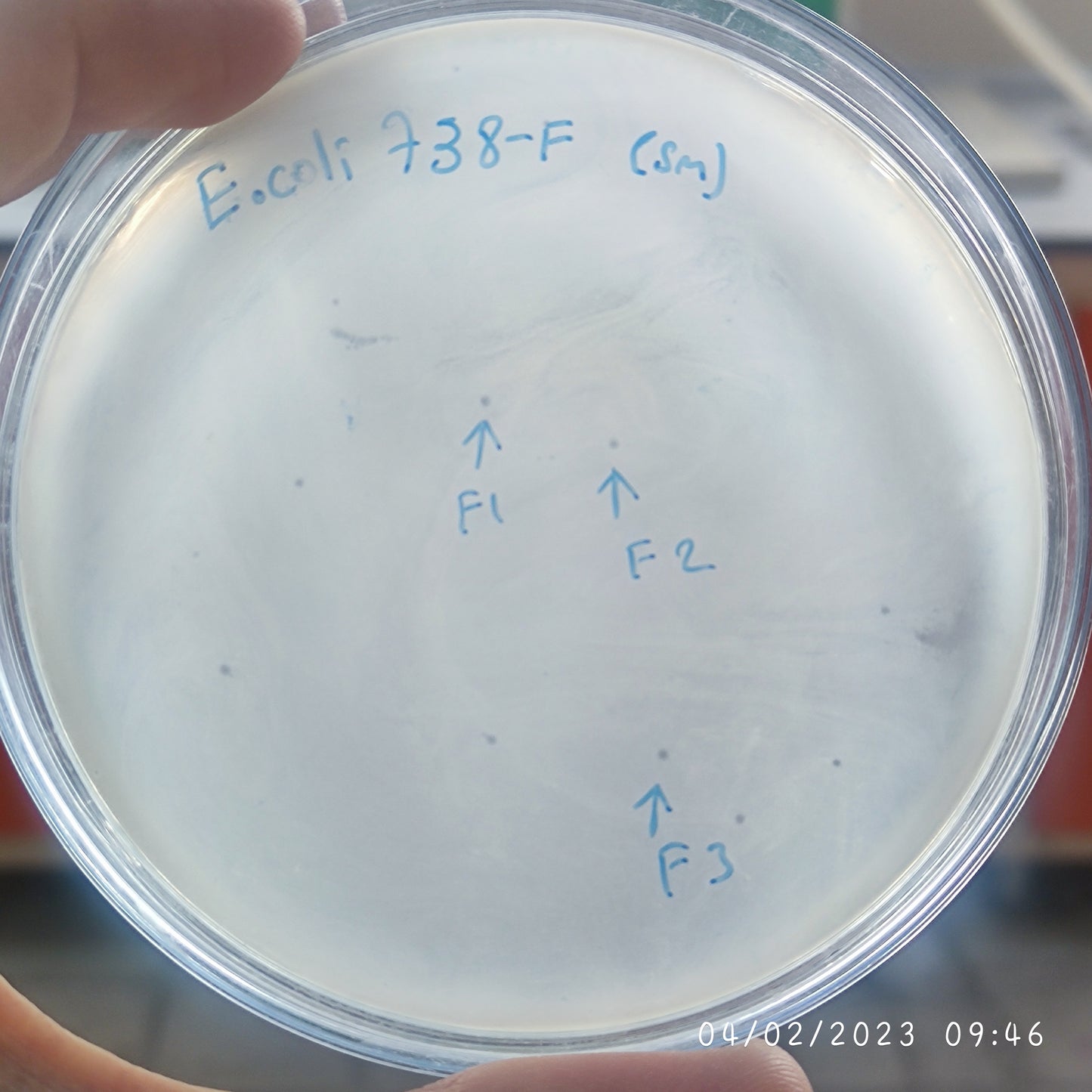 Escherichia coli bacteriophage 100738F