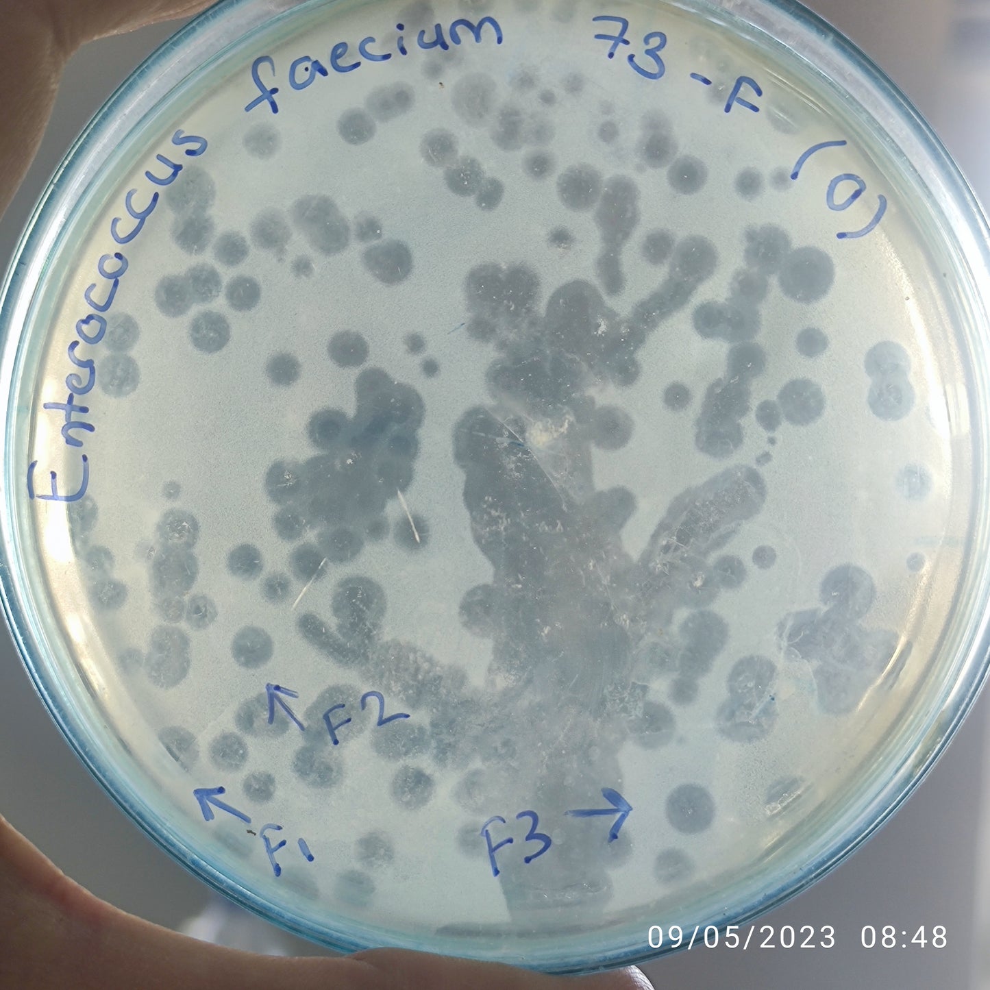 Enterococcus bacteriophage 110073F