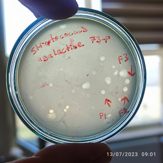 Streptococcus agalactiae bacteriophage 140073F