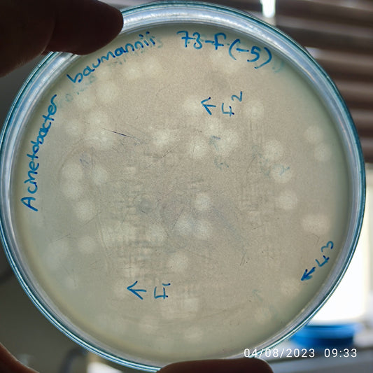 Acinetobacter baumannii bacteriophage 120073F