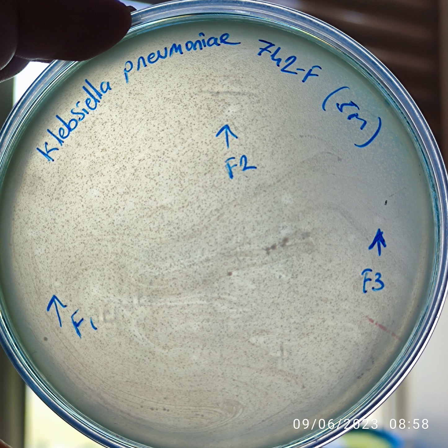 Klebsiella pneumoniae bacteriophage 180742F