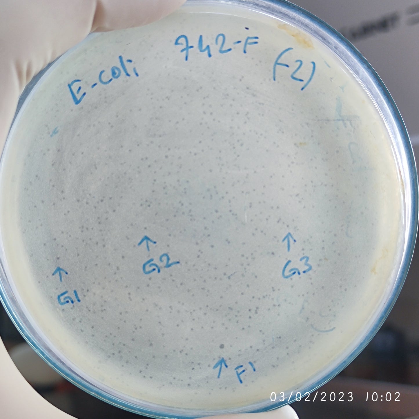 Escherichia coli bacteriophage 100742G