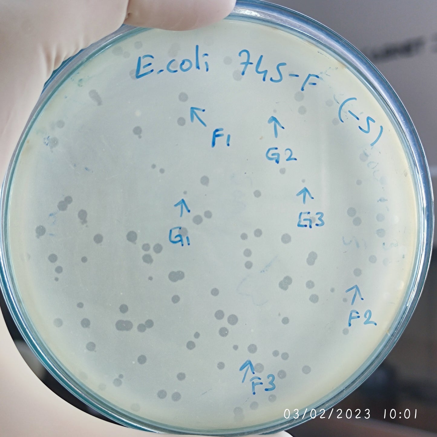 Escherichia coli bacteriophage 100745F