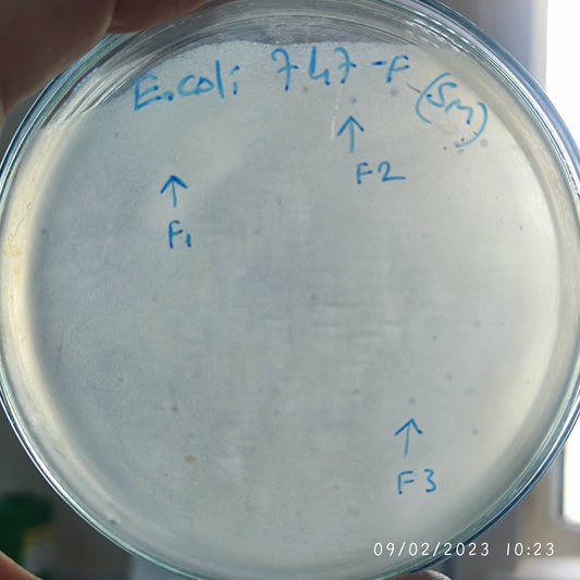 Escherichia coli bacteriophage 100747F