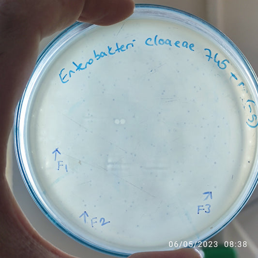 Enterobacter cloacae bacteriophage 200745F