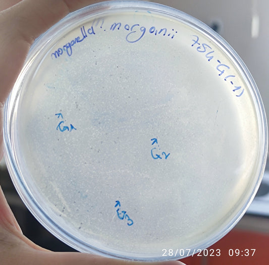 Morganella morganii bacteriophage 200754G