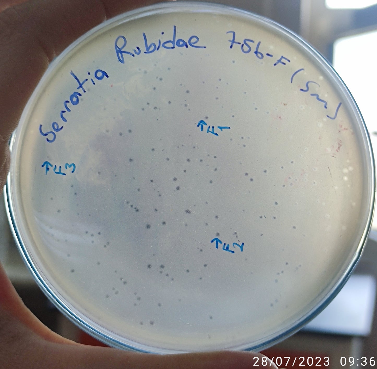 Serratia rubidaea bacteriophage 200756F