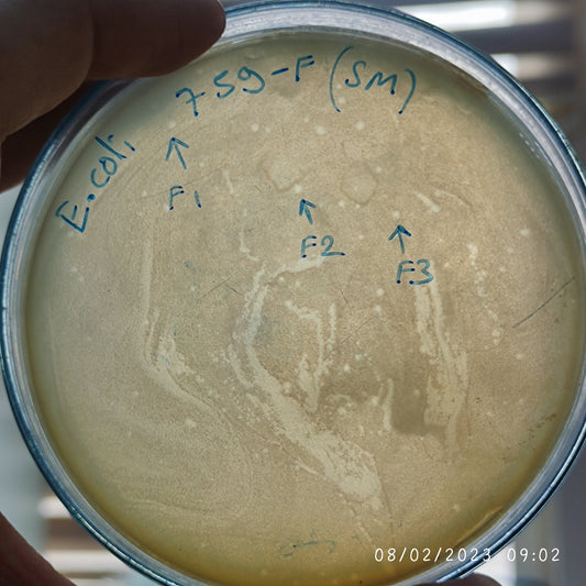 Escherichia coli bacteriophage 100759F