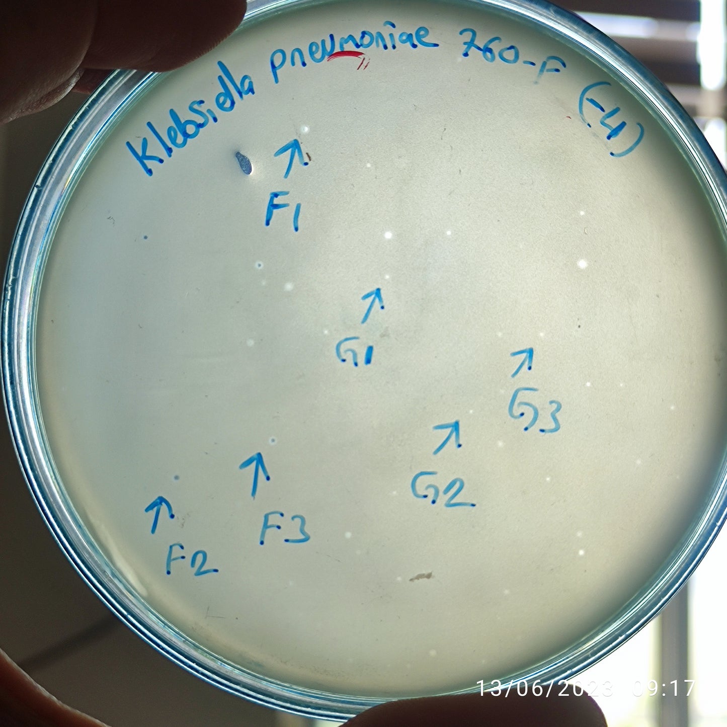 Klebsiella pneumoniae bacteriophage 180760F