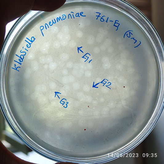 Klebsiella pneumoniae bacteriophage 180761G