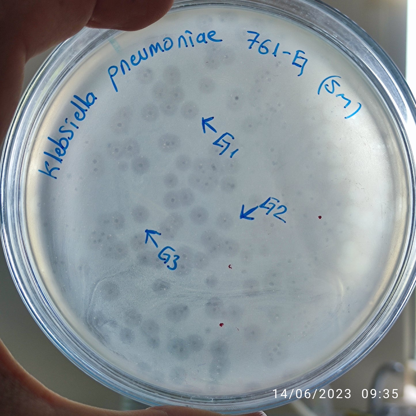 Klebsiella pneumoniae bacteriophage 180761G