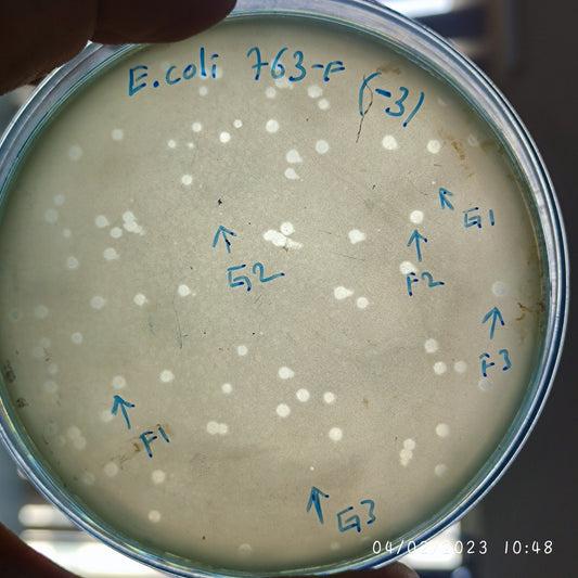 Escherichia coli bacteriophage 100763F