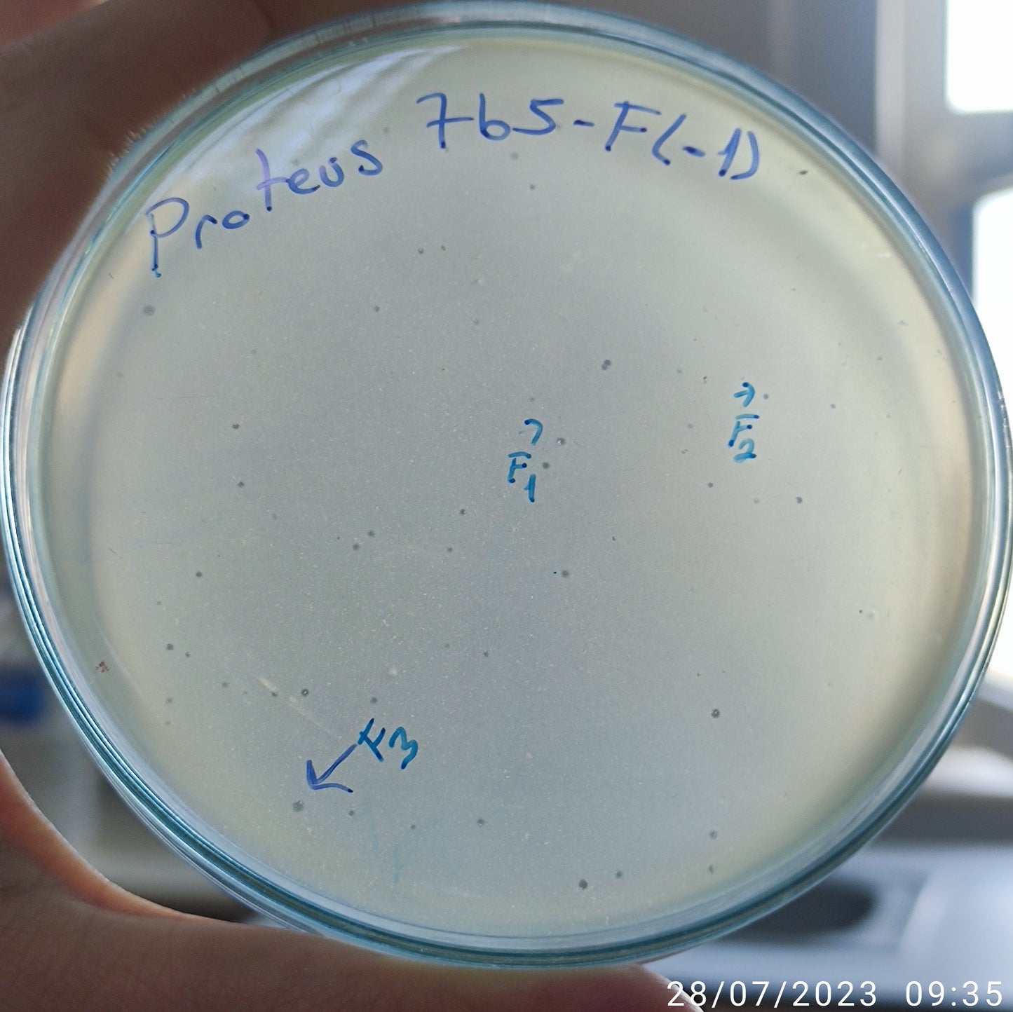 Proteus bacteriophage 200765F