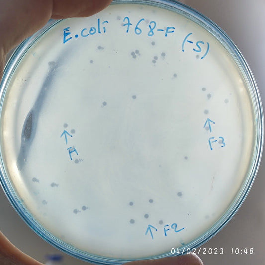 Escherichia coli bacteriophage 100768F