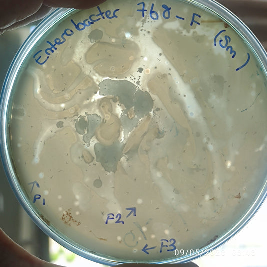 Enterobacter bacteriophage 200768F