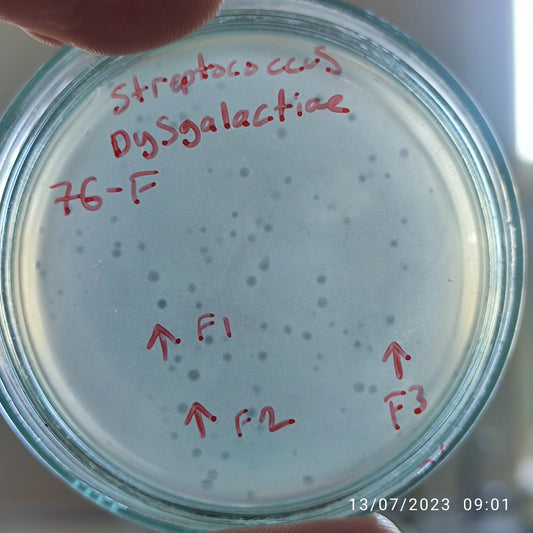 Streptococcus dysgalactiae bacteriophage 140076F