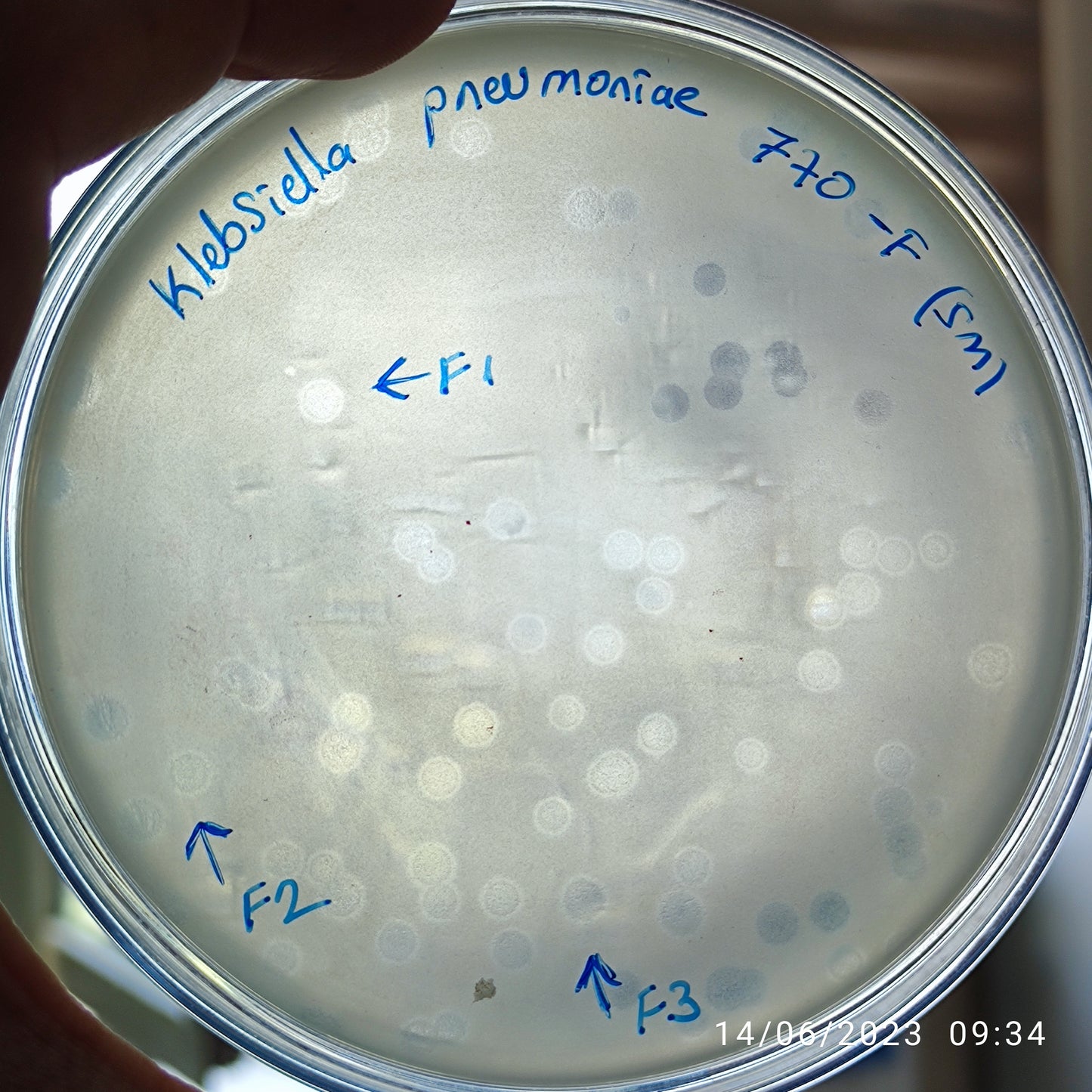 Klebsiella pneumoniae bacteriophage 180770F