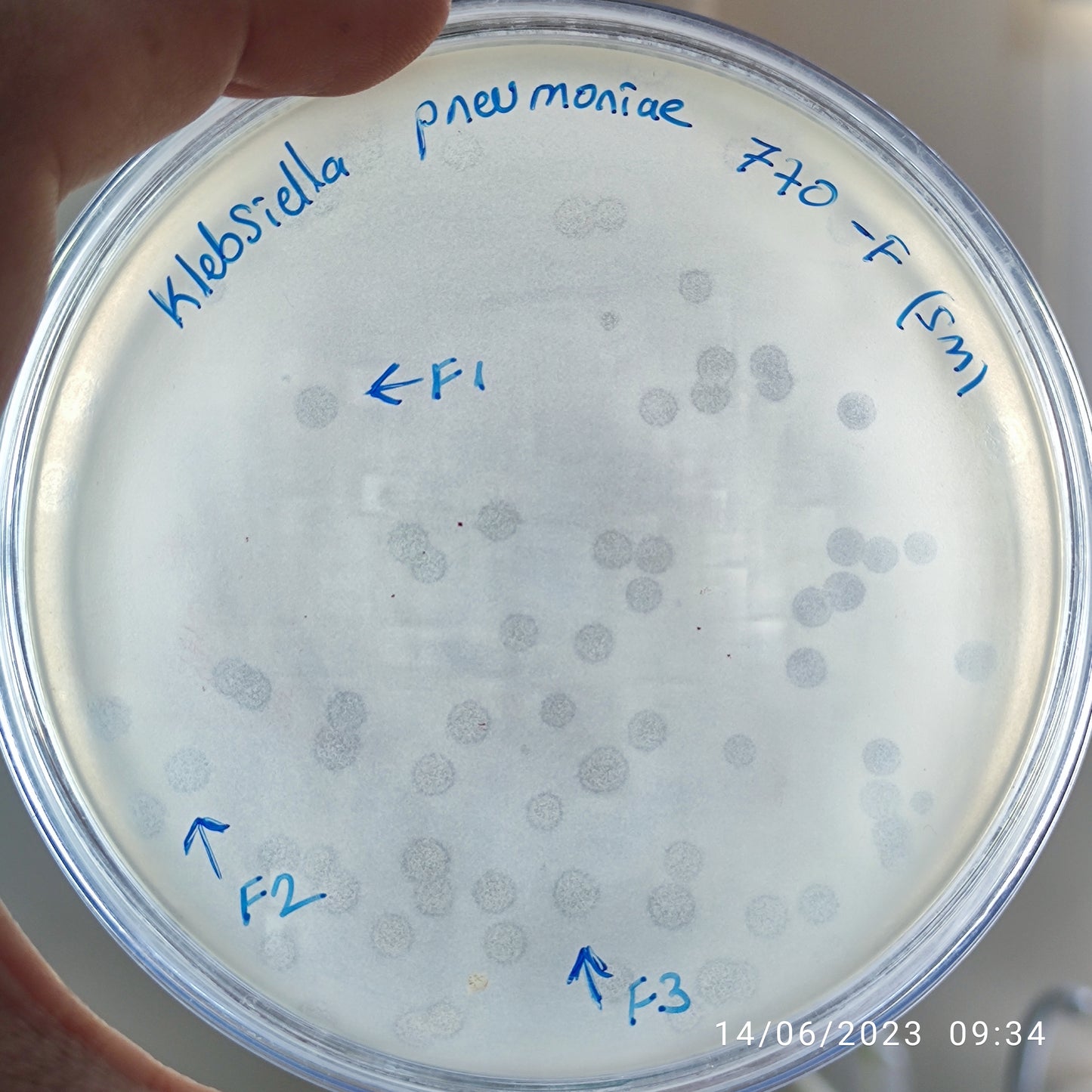 Klebsiella pneumoniae bacteriophage 180770F