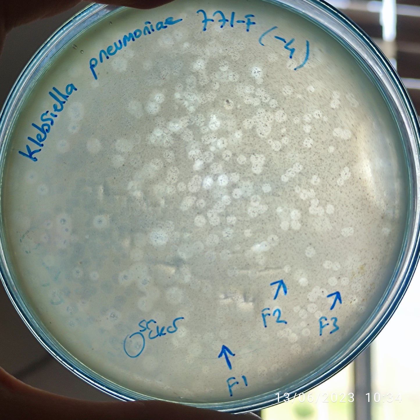 Klebsiella pneumoniae bacteriophage 180771F