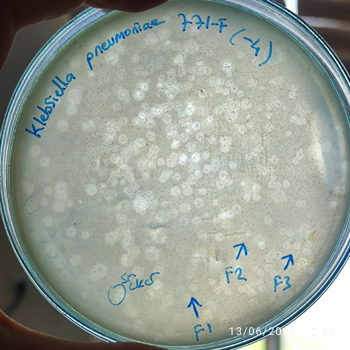 Klebsiella pneumoniae bacteriophage 180771F