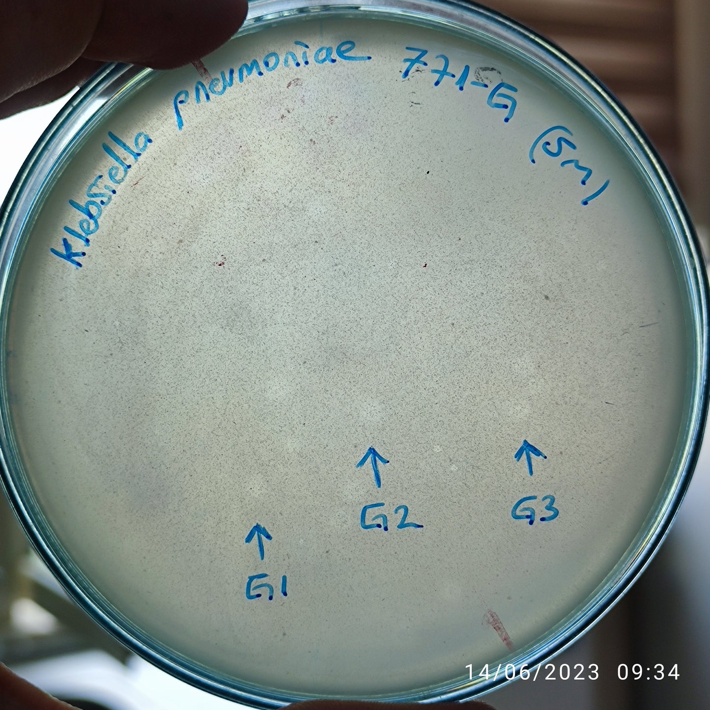 Klebsiella pneumoniae bacteriophage 180771G