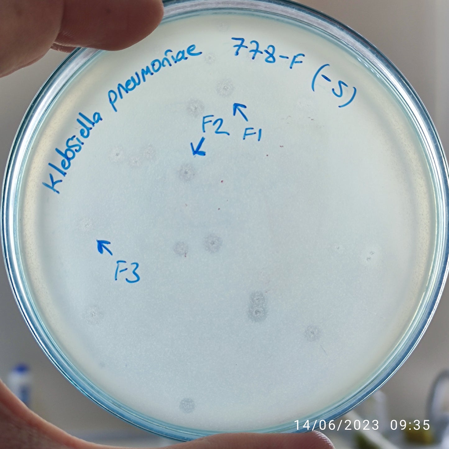 Klebsiella pneumoniae bacteriophage 180778F