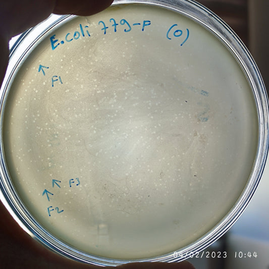 Escherichia coli bacteriophage 100779F