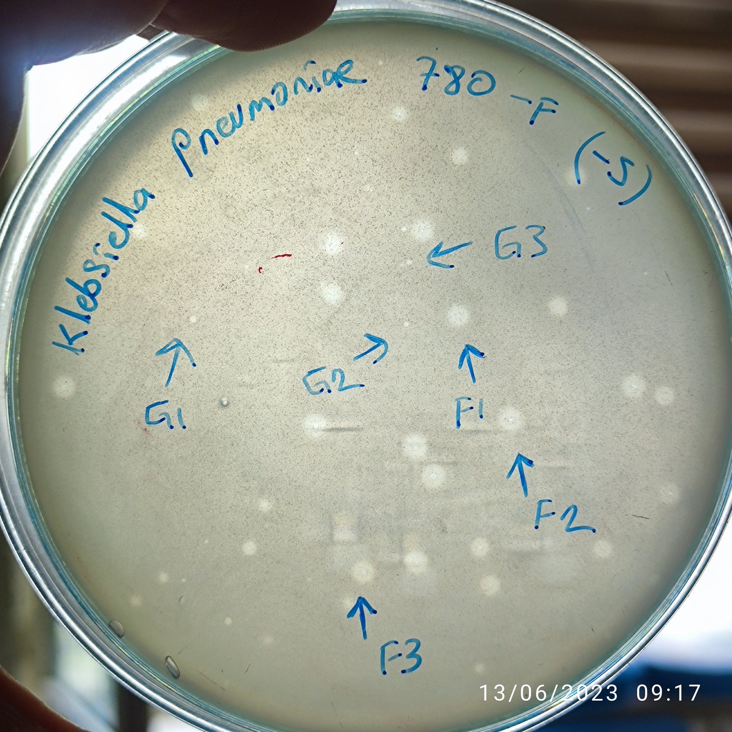 Klebsiella pneumoniae bacteriophage 180780F