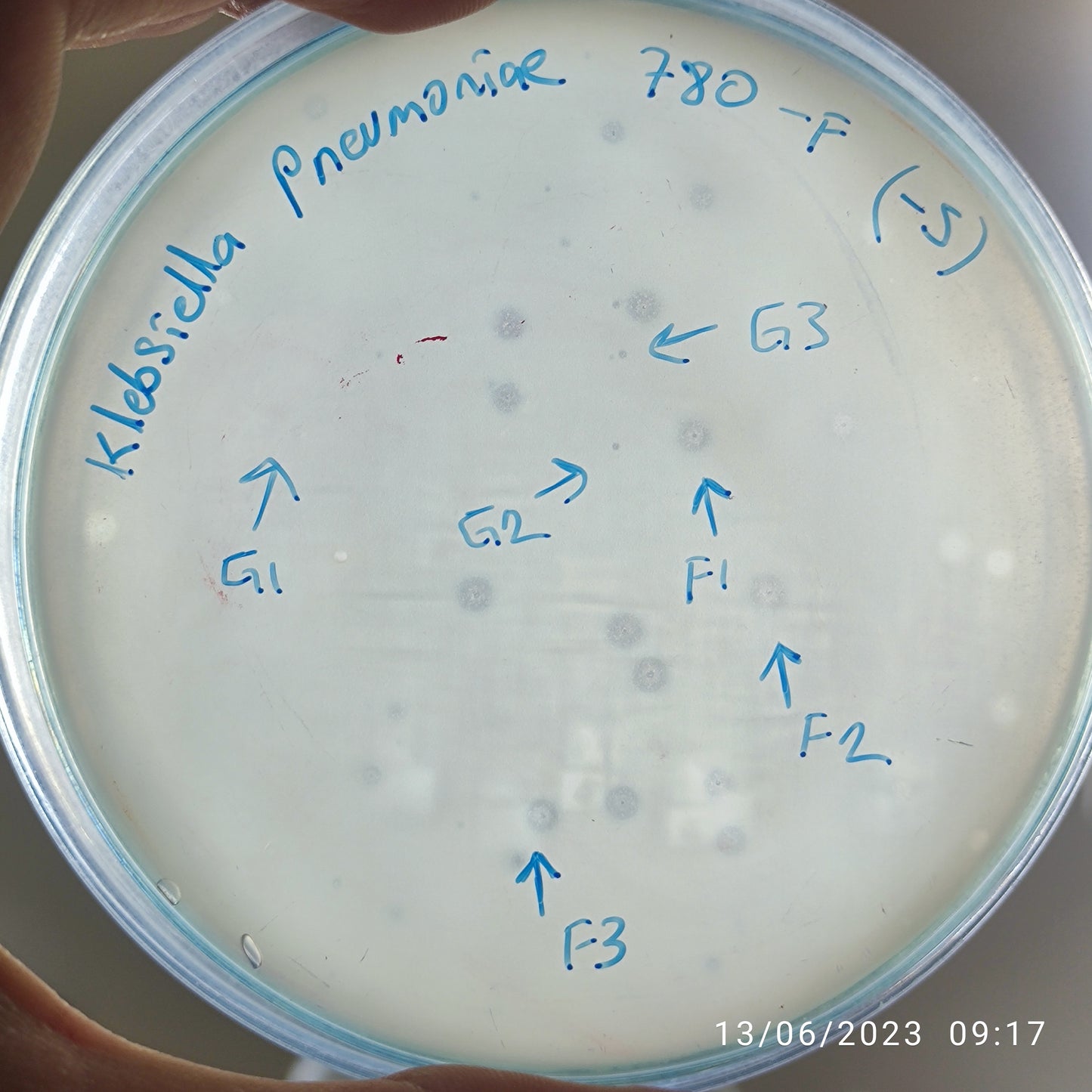 Klebsiella pneumoniae bacteriophage 180780F