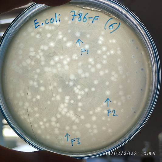 Escherichia coli bacteriophage 100786F