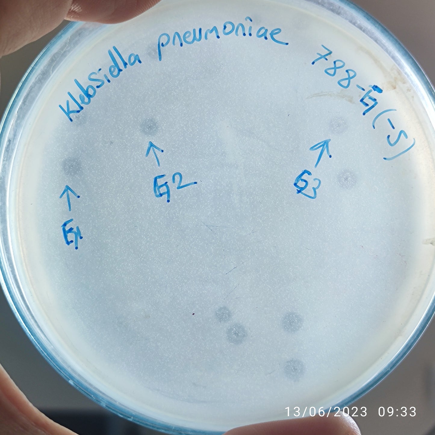 Klebsiella pneumoniae bacteriophage 180788G