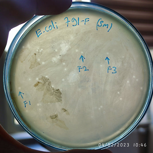 Escherichia coli bacteriophage 100791F