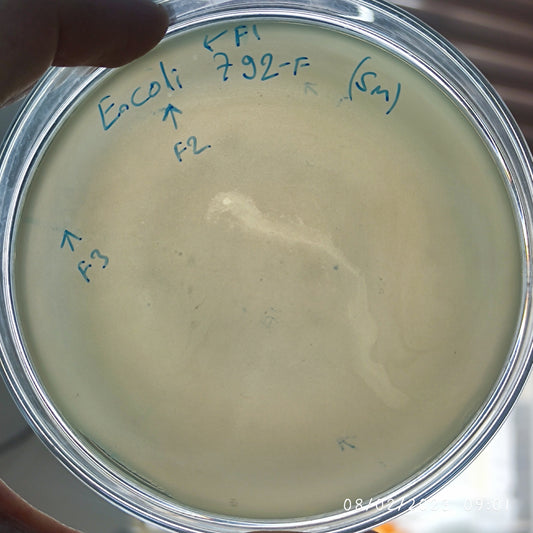 Escherichia coli bacteriophage 100792F