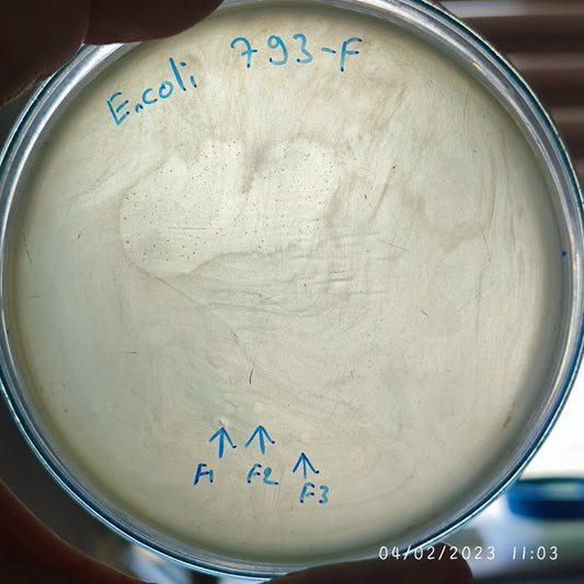 Escherichia coli bacteriophage 100793F