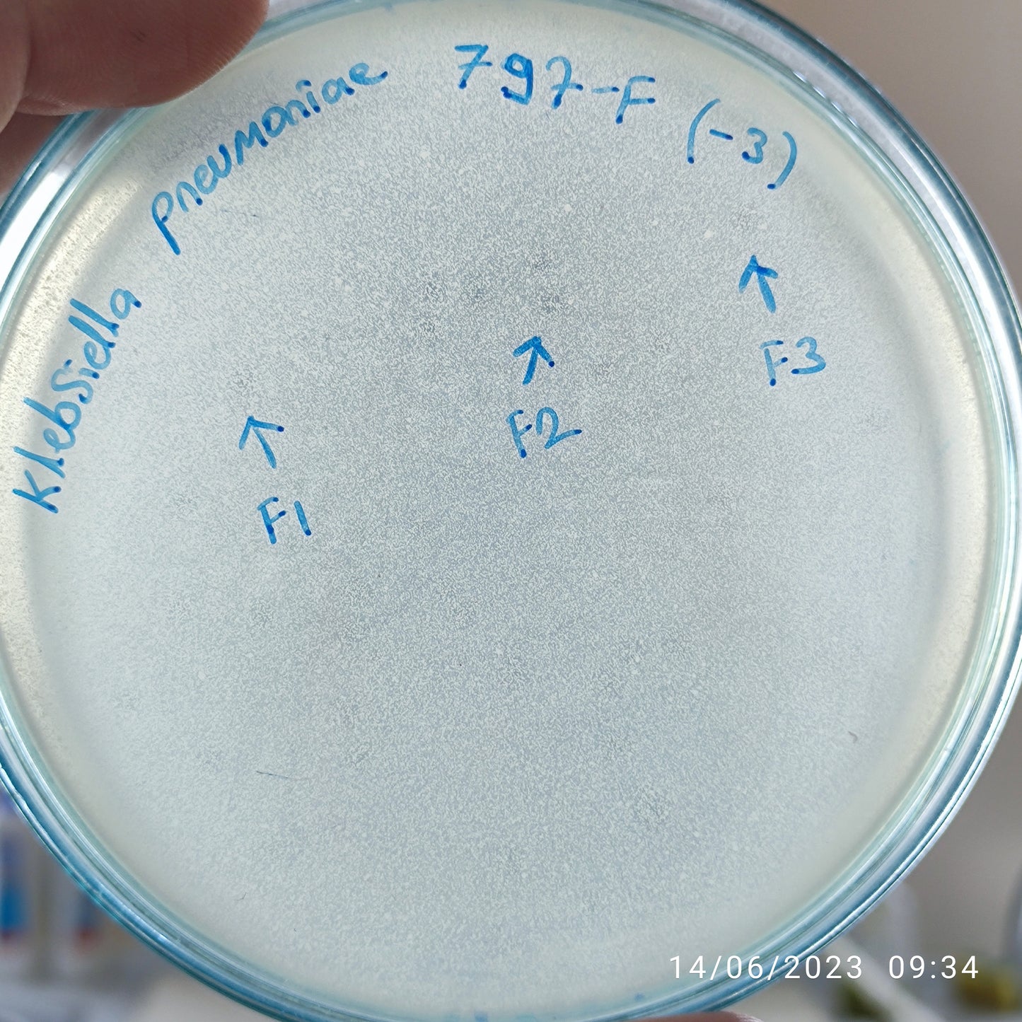 Klebsiella pneumoniae bacteriophage 180797F