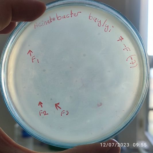 Acinetobacter baylyi bacteriophage 128007F