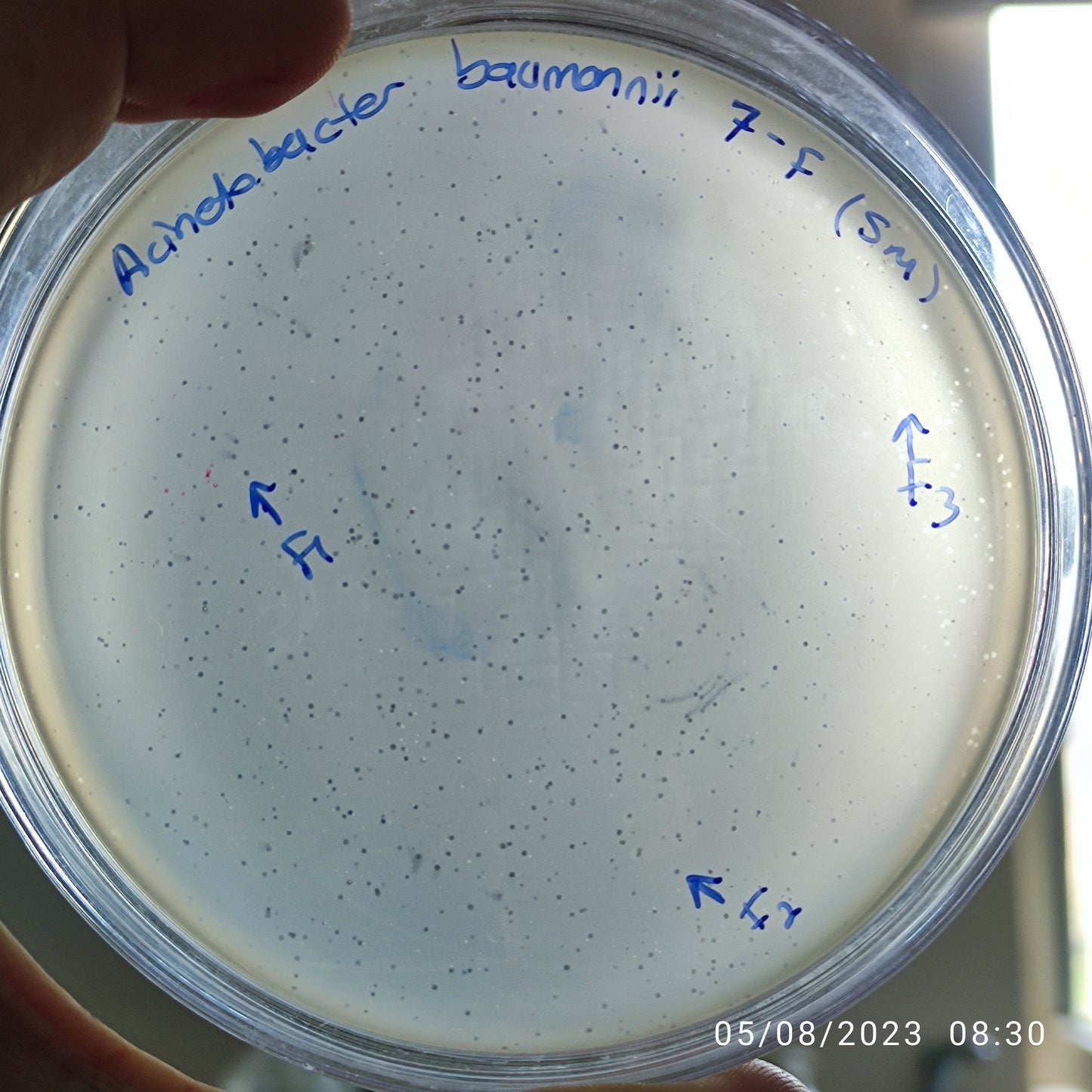Acinetobacter baumannii bacteriophage 120007F
