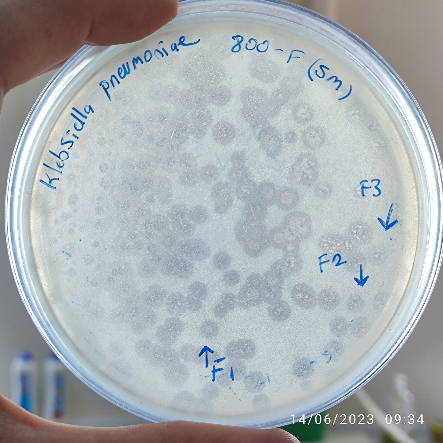 Klebsiella pneumoniae bacteriophage 180800F