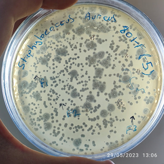 Staphylococcus aureus bacteriophage 152801F