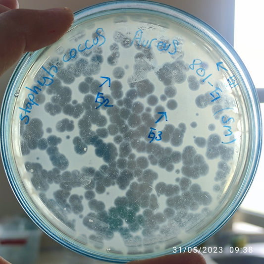 Staphylococcus aureus bacteriophage 152801G