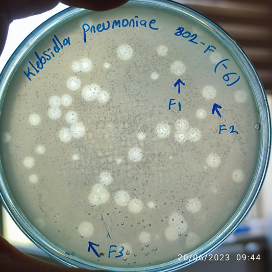 Klebsiella pneumoniae bacteriophage 180802F