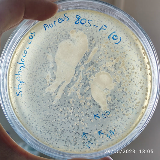 Staphylococcus aureus bacteriophage 152805F