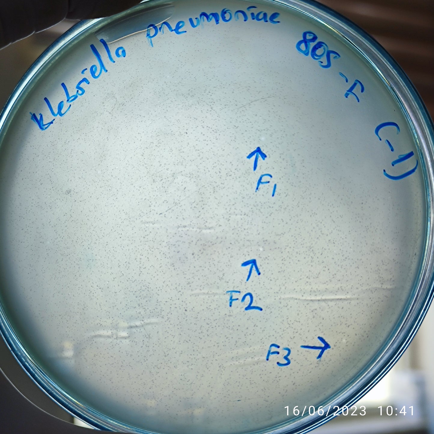 Klebsiella pneumoniae bacteriophage 180805F