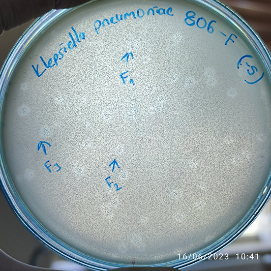 Klebsiella pneumoniae bacteriophage 180816F